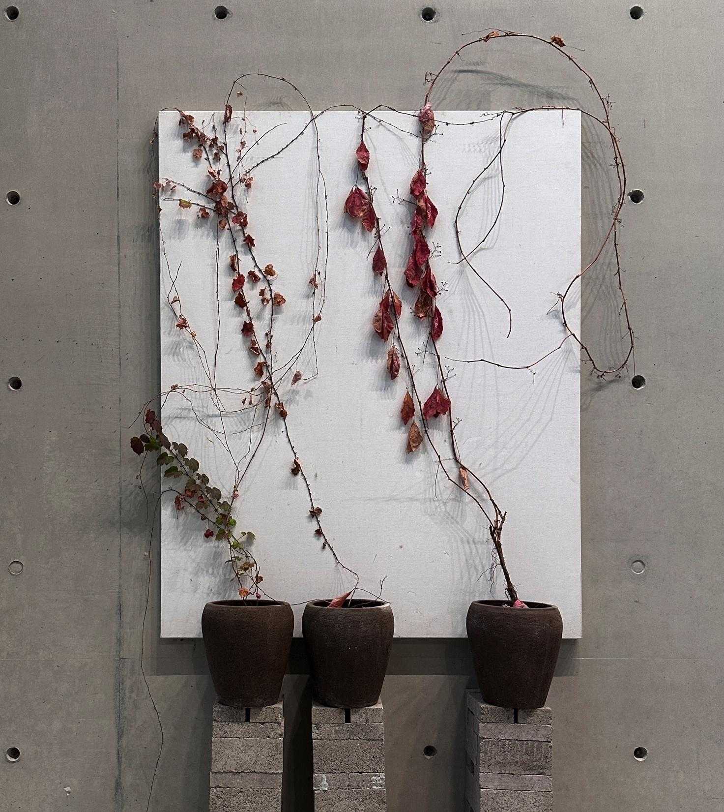 Studio Plants