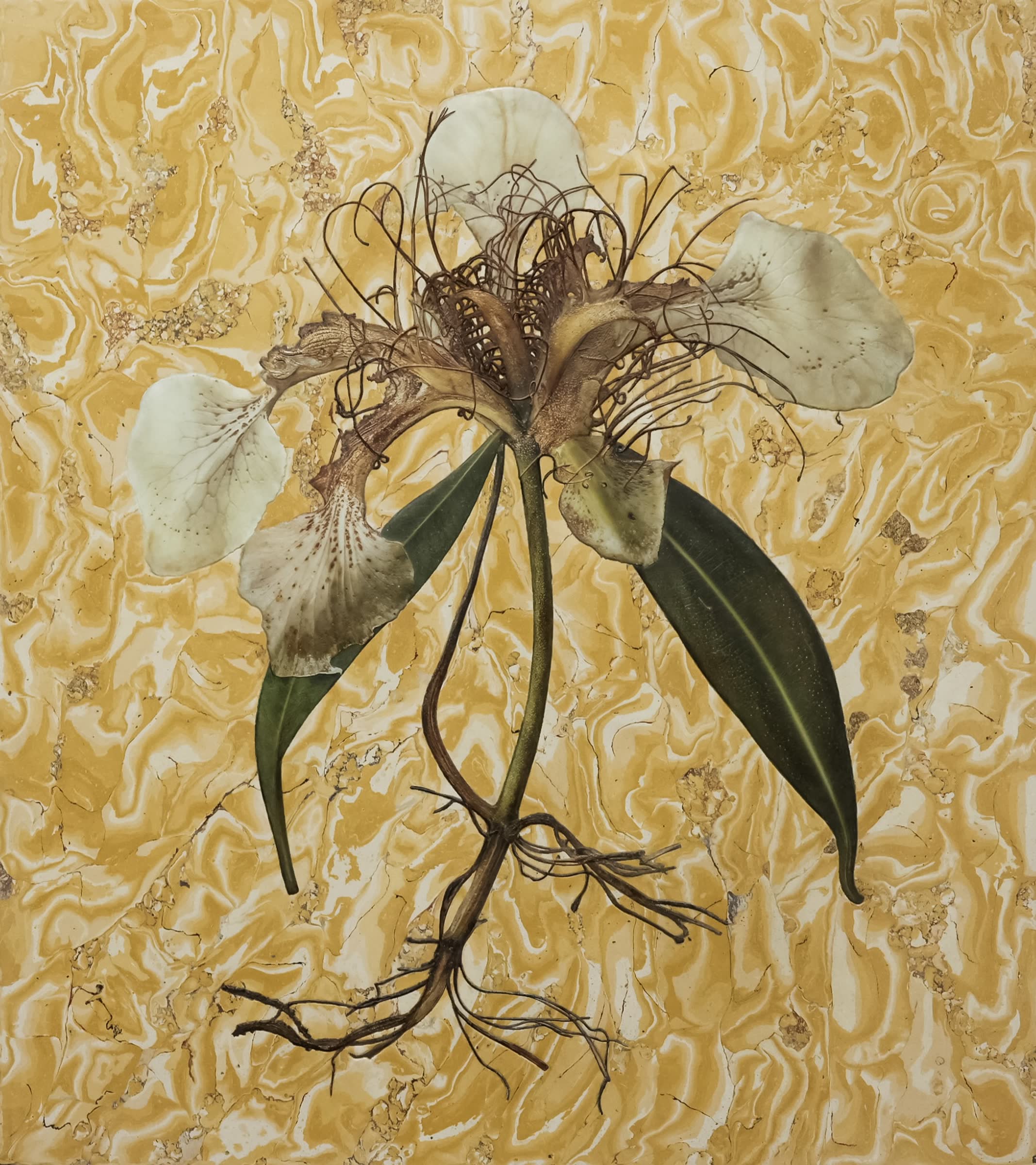 Plant series