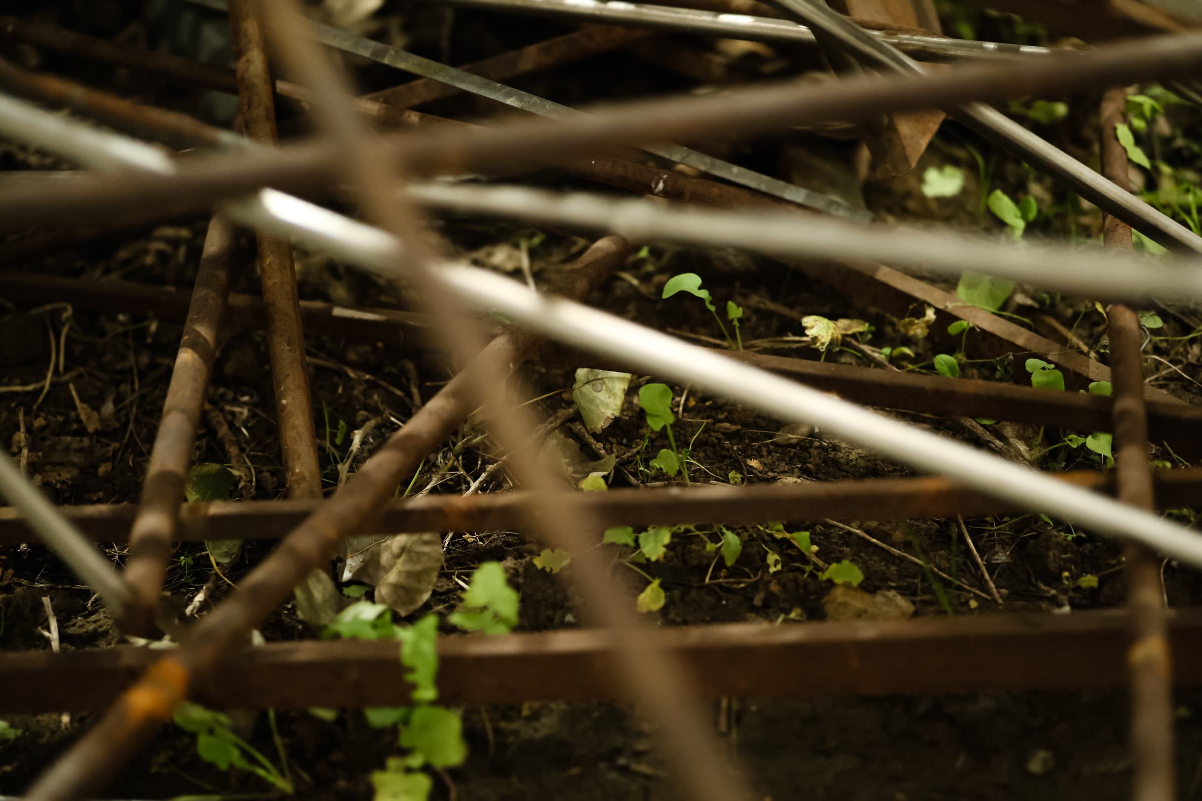 The Dubious of Entanglement by Plants